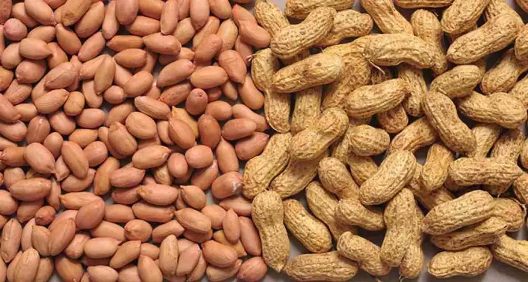 Cooking with Excellence: Elevate Your Dishes with Groundnut Oil